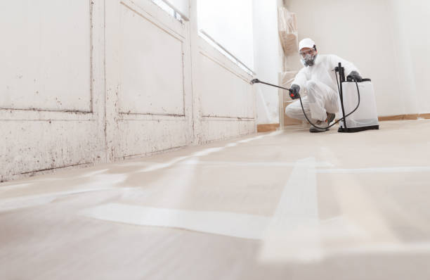 24/7 Emergency Basement Mold Removal experts in Clifton, VA