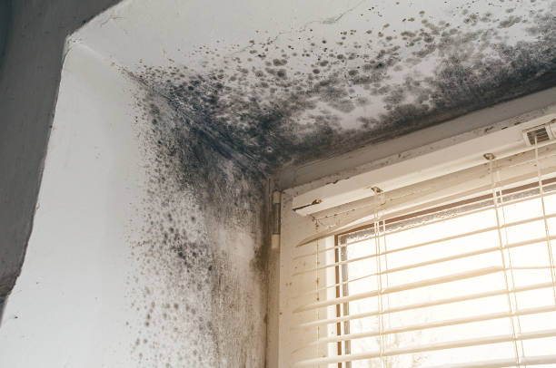 Affordable Basement Mold Removal solutions in Clifton, VA