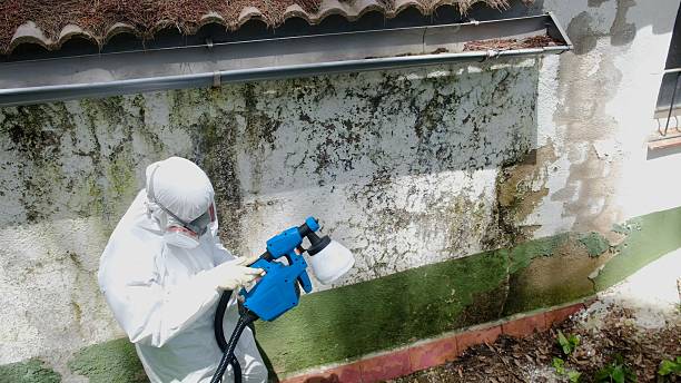 Top rated local Basement Mold Removal specialists in Clifton, VA